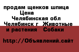 продам щенков шпица › Цена ­ 15 000 - Челябинская обл., Челябинск г. Животные и растения » Собаки   